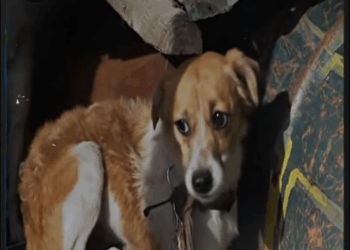 M0709013 Chained Together and Left to Starve They Had Nothing in the World But Each Other