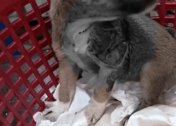 M0709017 I feel sorry for the dog. It was bitten by a big dog. It had to be cut off. Dog slave. Dog slave. BrightTV part 2