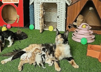 M0709019 The mother cat carried her kitten to our shop quietly asking for help