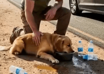 M0709025 Pag nag alaga ka dapat kaya mong panindigan hanggang dulo aigenerated bekindalways Jane Francisco Aquino part2