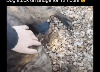 M0709026 Stranded 12 hrs on bridge then found hope Watch the rescue unfold BridgeRescue DogRescue PetReunion AnimalRescue HeroDog part2