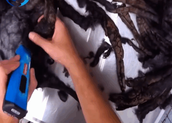 M0709027 Before After Watch These Adorable Fluffballs Transform After Grooming Session part2