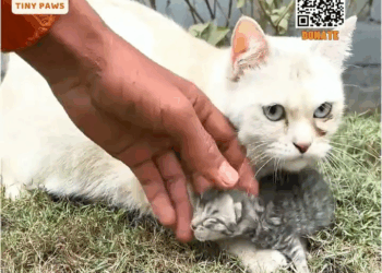 M0709028 We are finding mother cat trying to carry newborn kitten in her mouth with great difficult part2