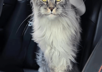 M1009005 found very thin stray cat